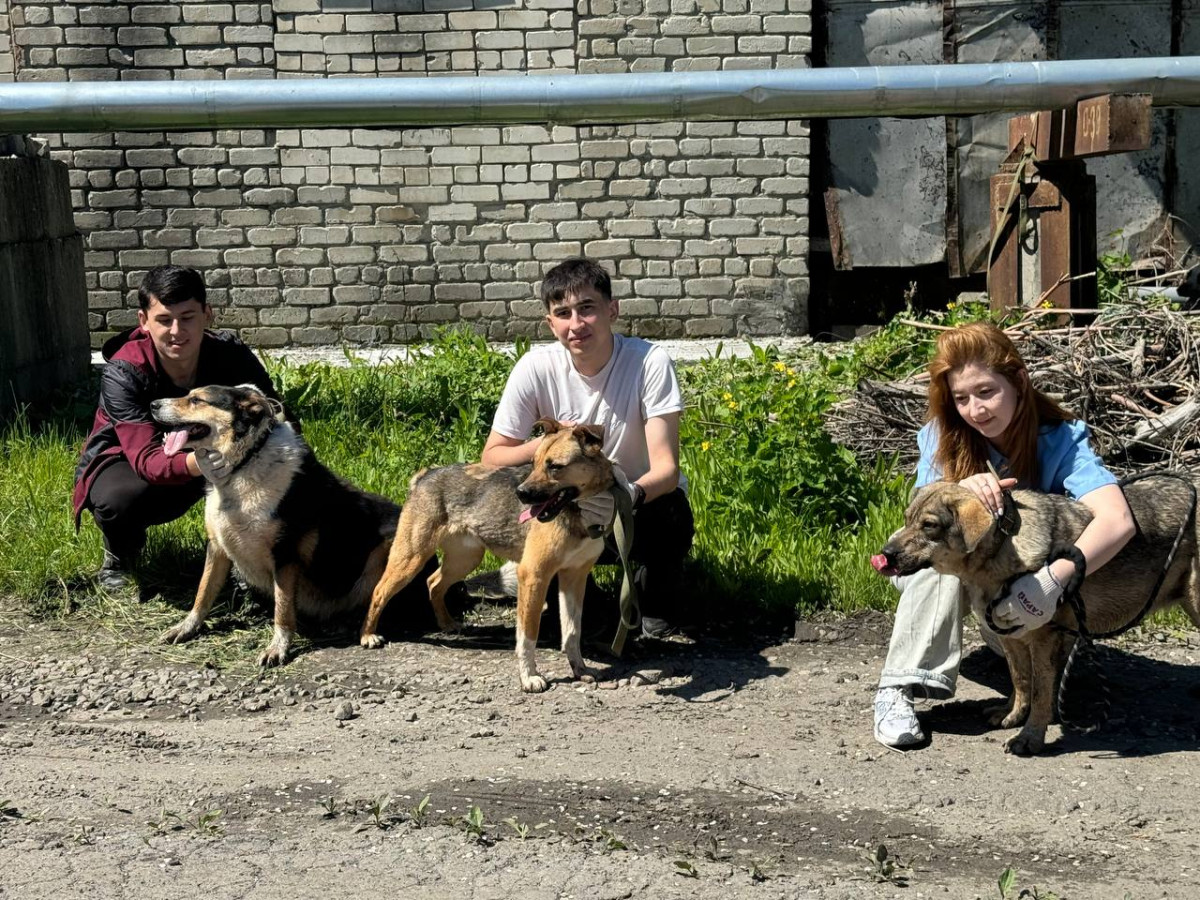 Иностранные студенты УлГТУ оказали помощь животным приюта «Ковчег»